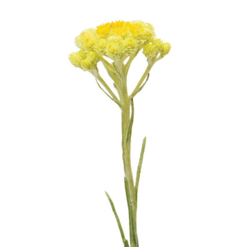 doTERRA Olasz szalmagyopár (Helichrysum) Touch 10 ml